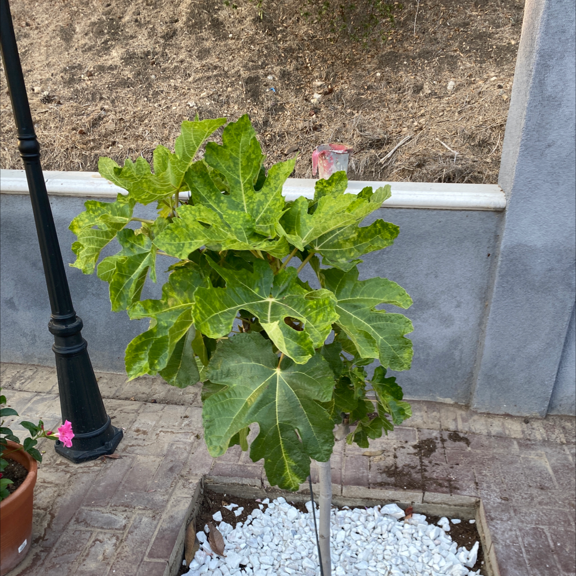 Brown Turkey Fig plant with some yellowing and browning leaves in a small garden area with white decorative stones.