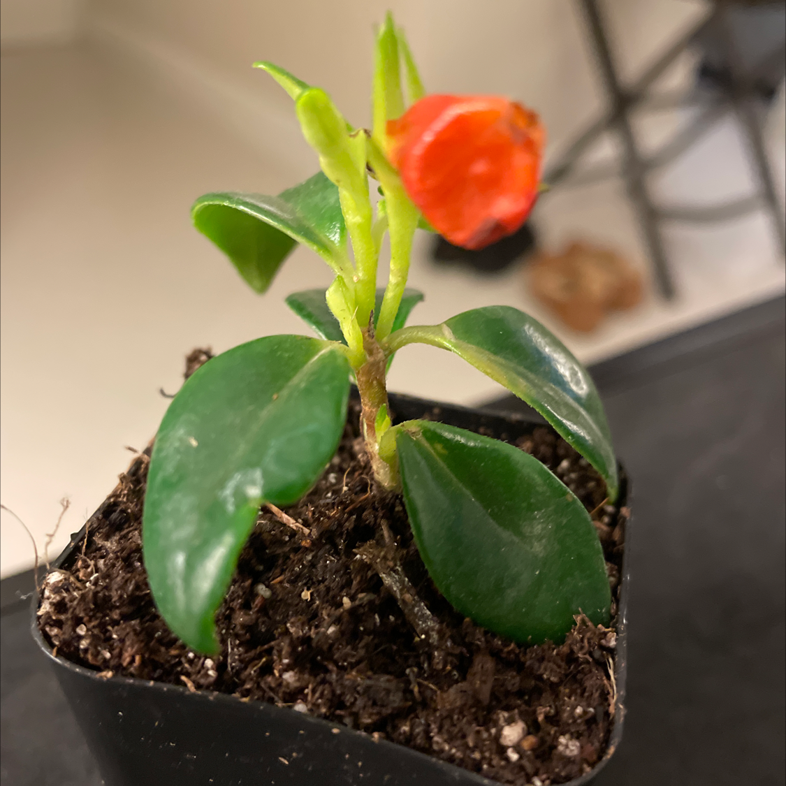 Goldfish Plant with glossy green leaves and a single orange flower in a small pot.