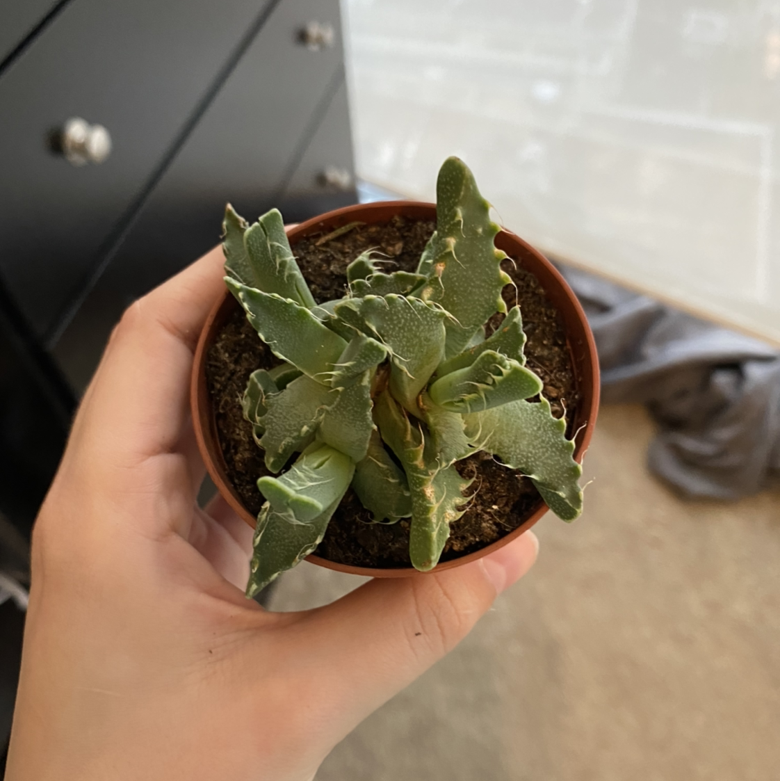 A small potted Tiger's Jaw plant held by a hand, with visible soil.