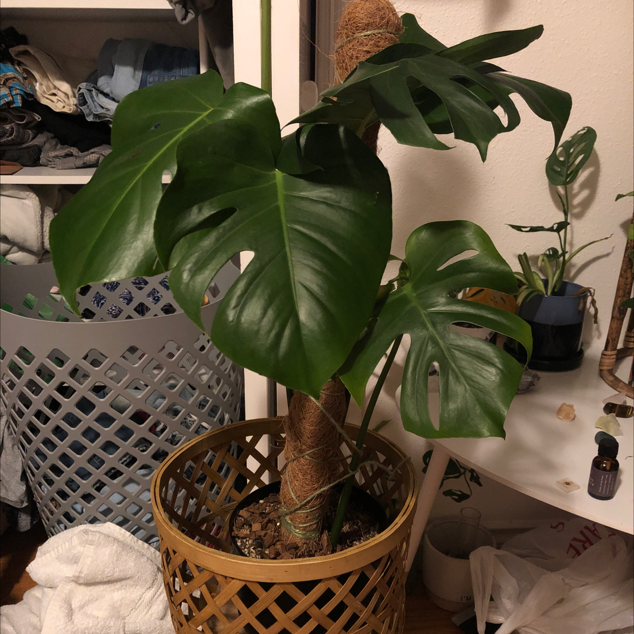 Monstera plant photo by Riley named Athena on Greg, the plant care app.