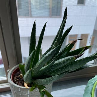 Aloe Vera plant in Seattle, Washington