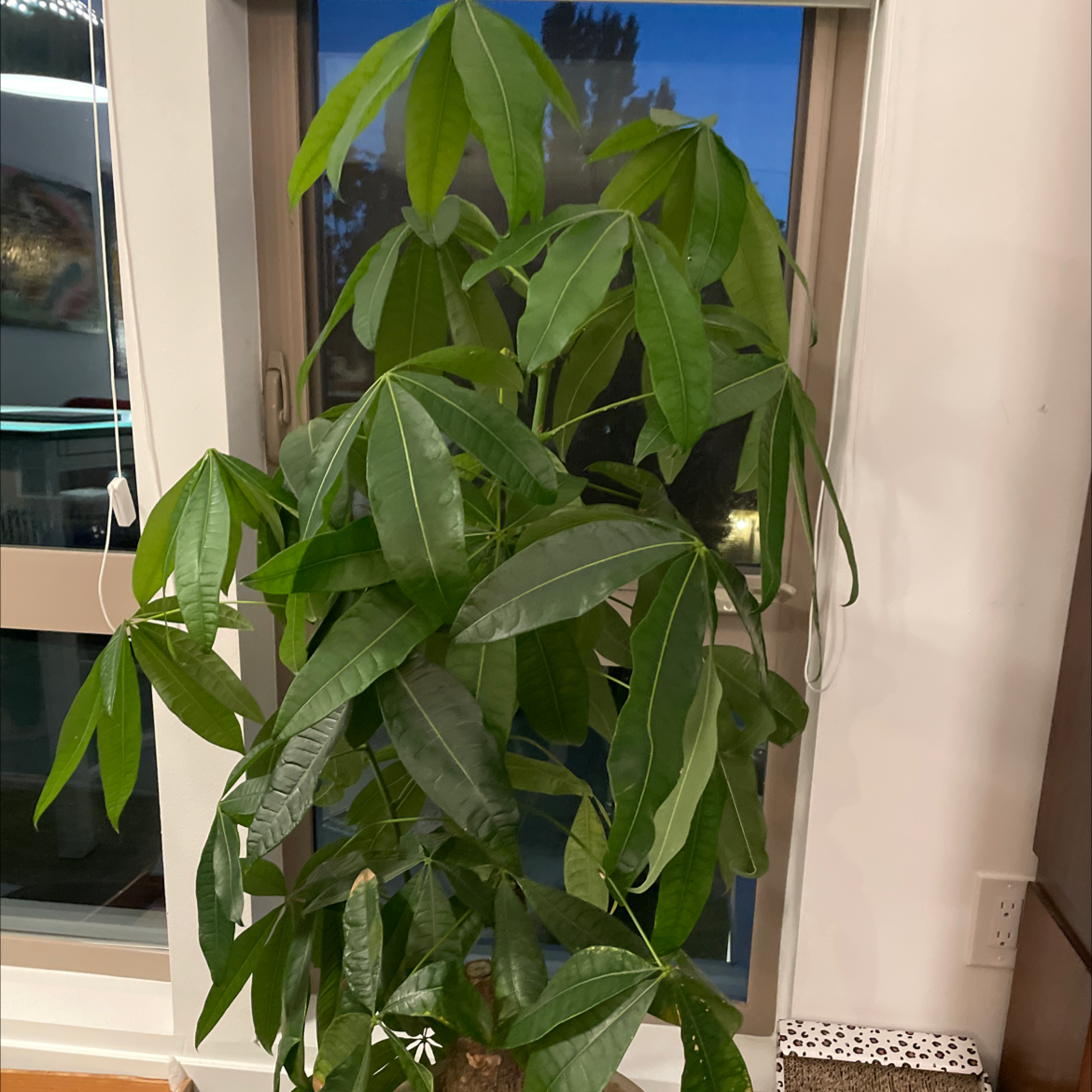 Money Tree plant photo by Malinda named Shorty on Greg, the plant care app.