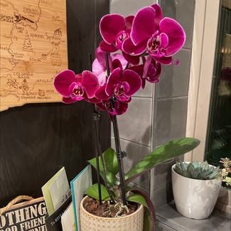 orchid plant in Seattle, Washington