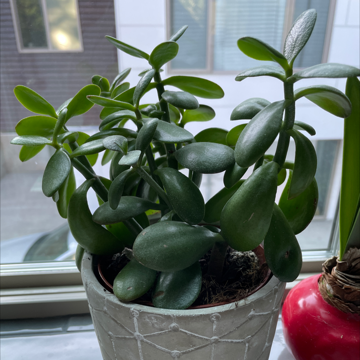 Photo of the plant species Jade by Malinda named Greg on Greg, the plant care app