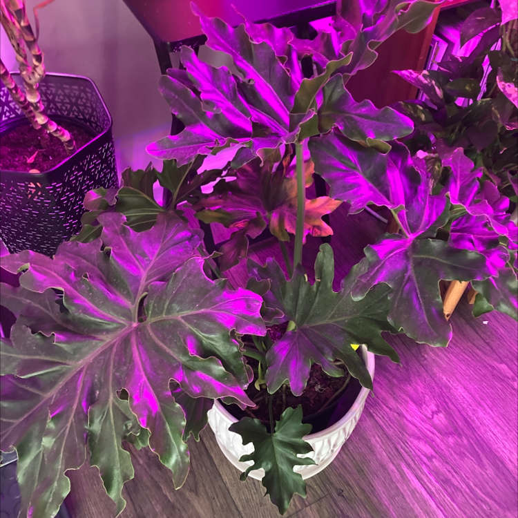Philodendron Xanadu plant with large, lobed leaves under purple lighting. Some leaves show yellowing and browning.