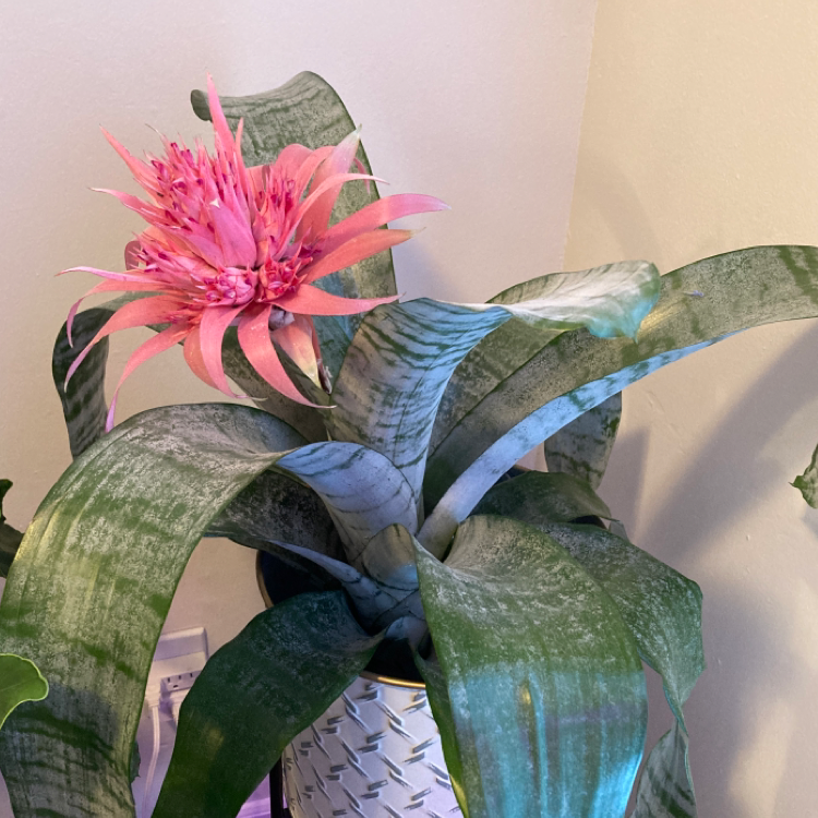 Urn Plant with a prominent pink flower and healthy leaves.