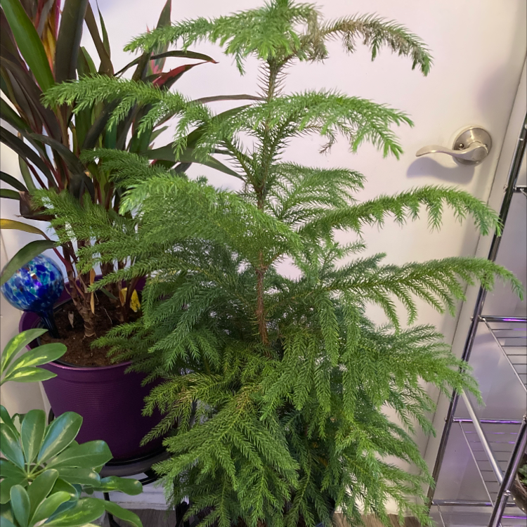 Norfolk Island Pine with lush green foliage, surrounded by other plants and household items.