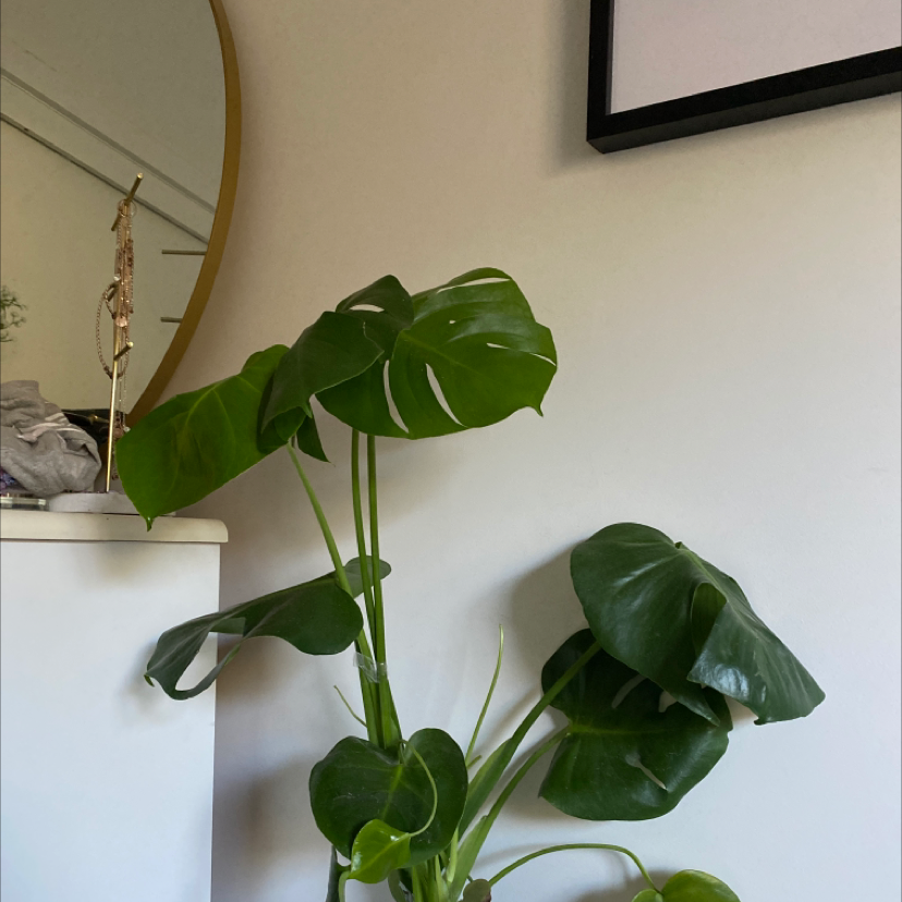 Monstera plant photo by @Harper_wallace10_ named Kardashian on Greg, the plant care app.