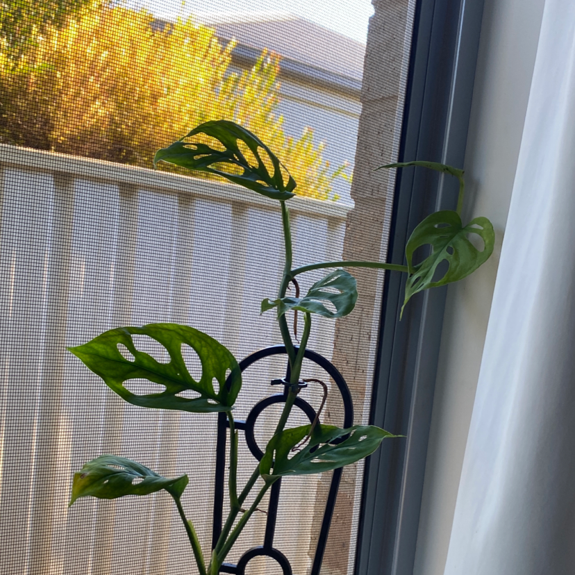Swiss Cheese Vine plant photo by @Harper_wallace10_ named Jessica on Greg, the plant care app.