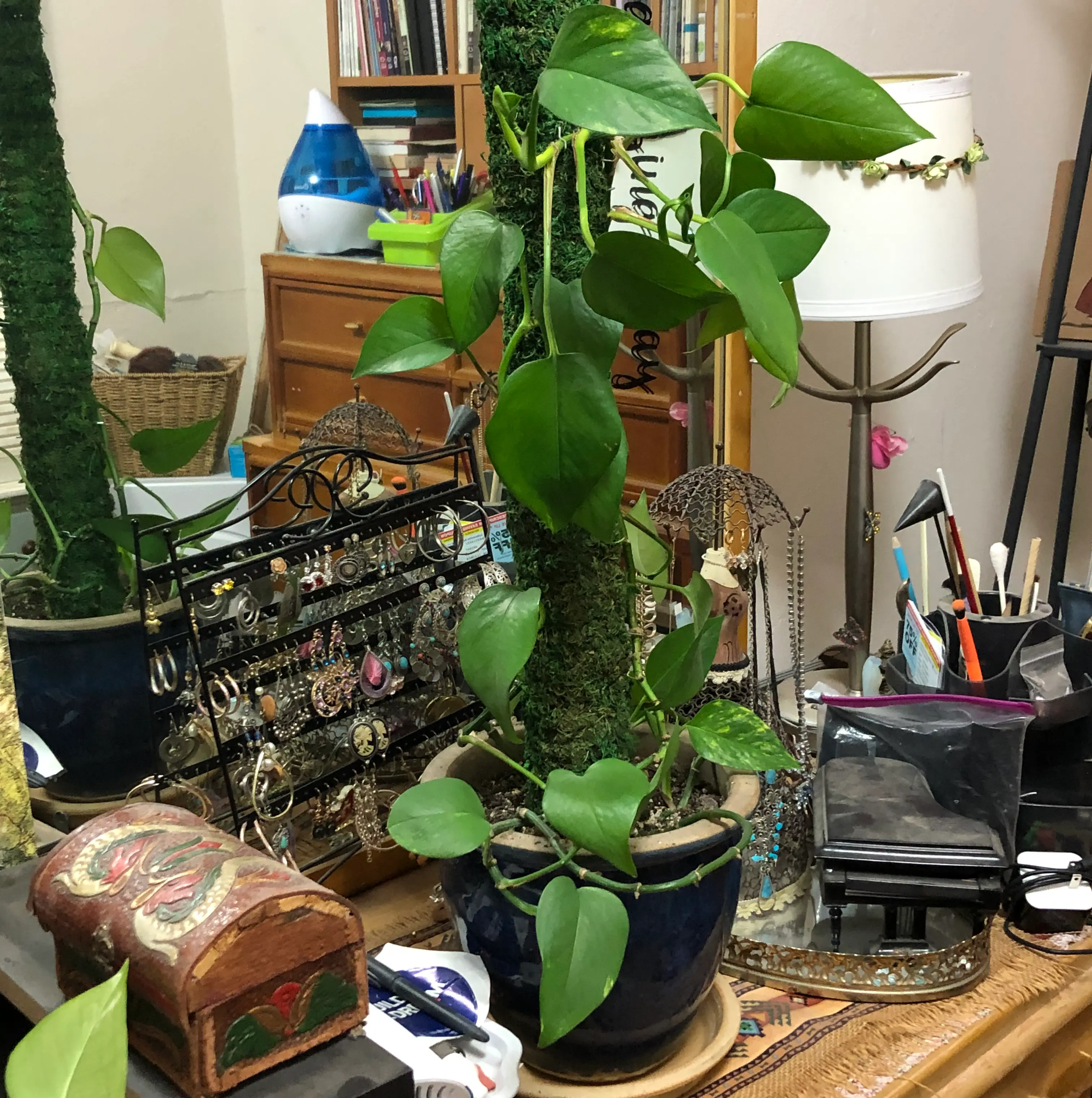 Ivy Arum plant photo by @InsideGarden named Pothos on Greg, the plant care app.