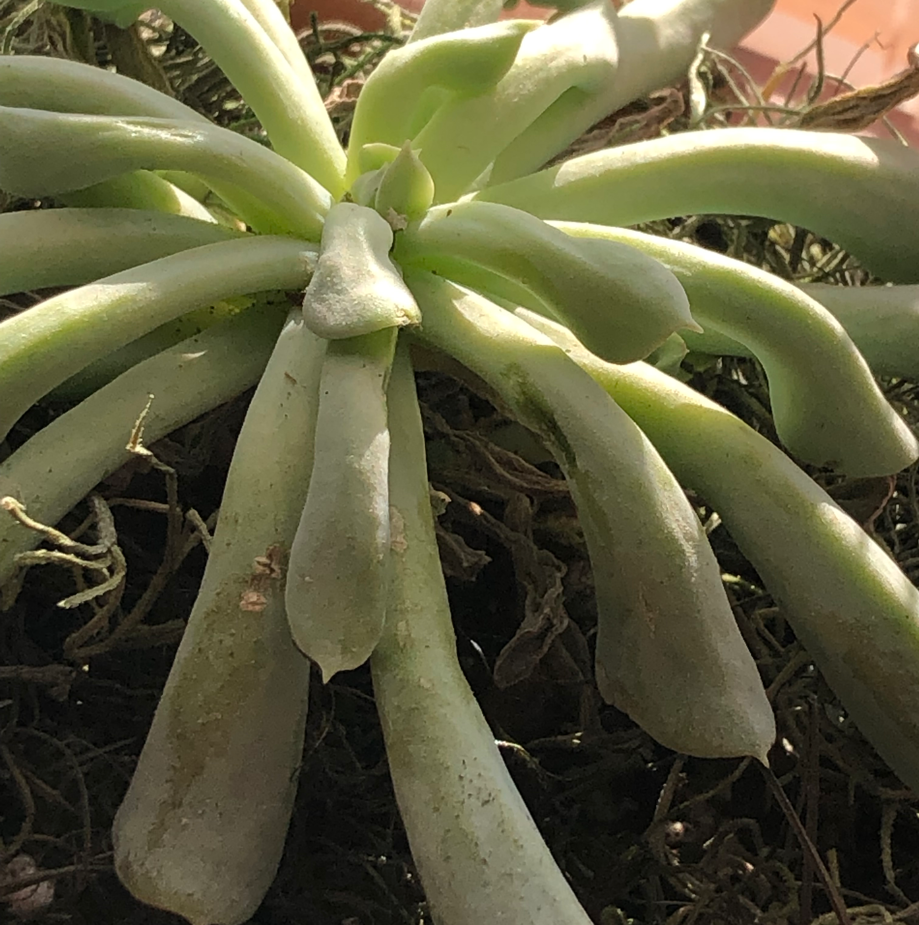 Echeveria Runyonii plant photo by @InsideGarden named Succulent #3 on Greg, the plant care app.