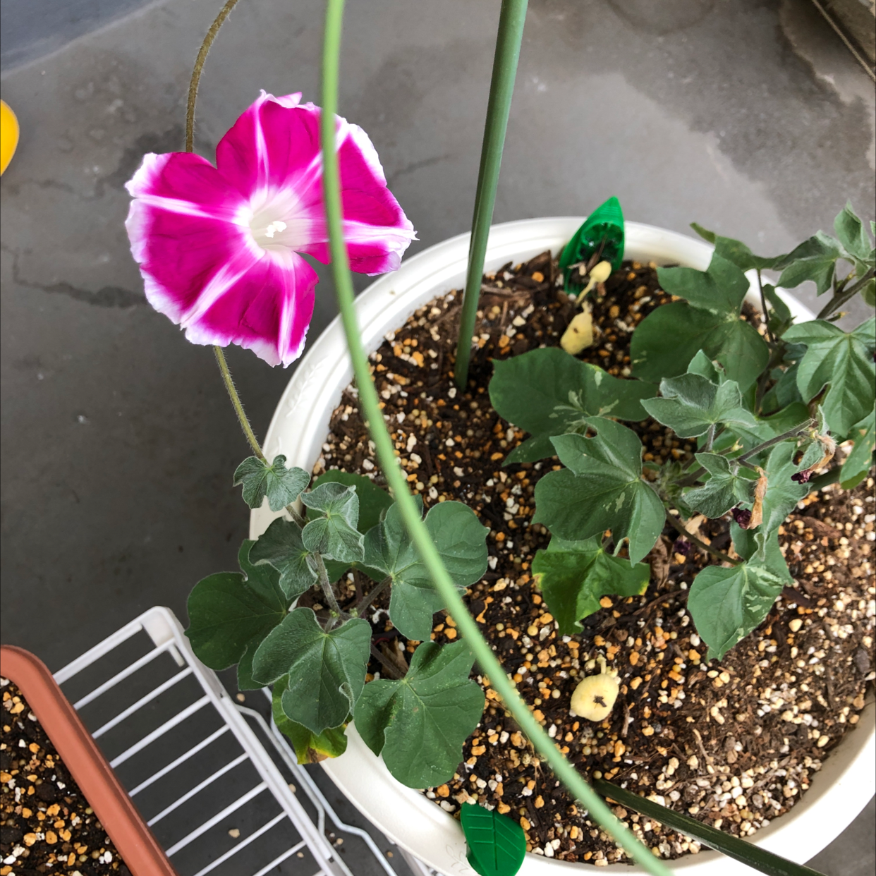 Potted Common Morning Glory with pink and white flower, visible soil, and some yellowing leaves.