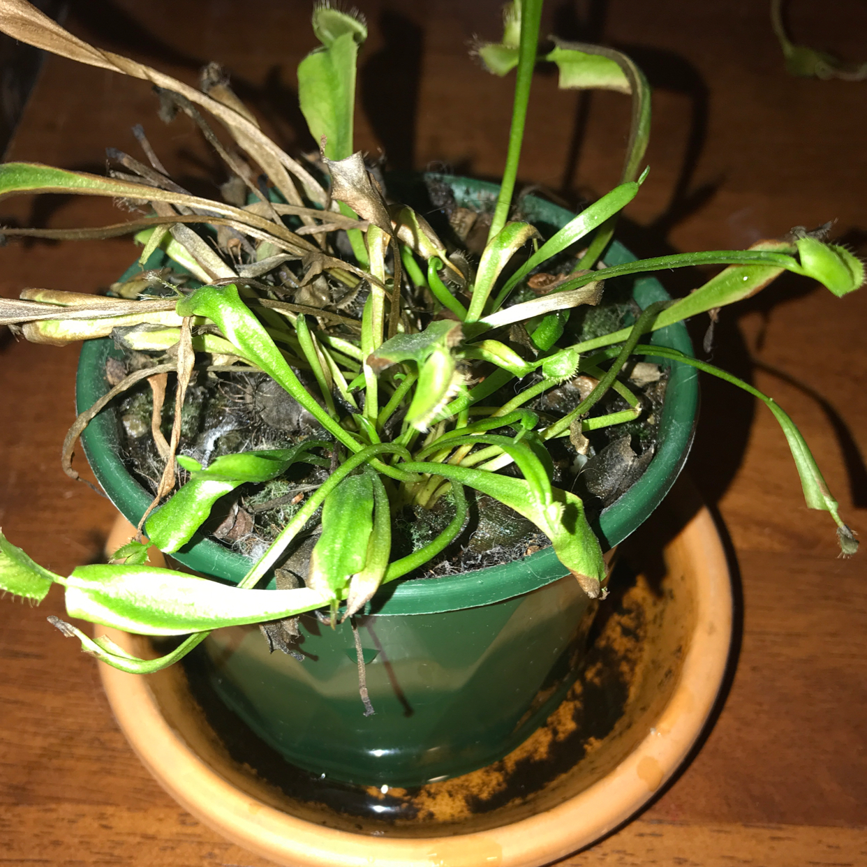 Red Piranha plant photo by @miavk named Jonathon on Greg, the plant care app.