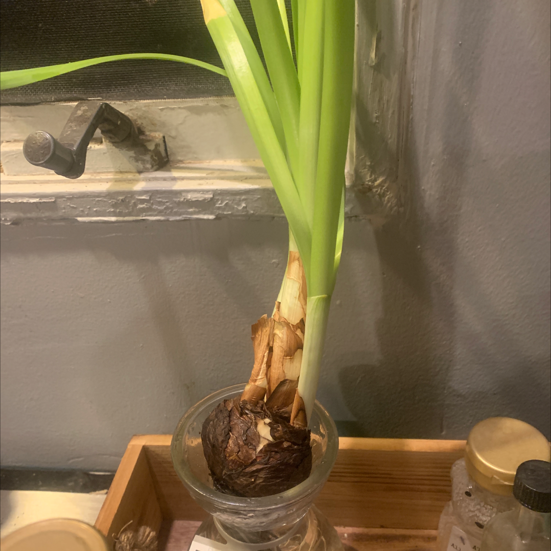 Orange Daylily plant with green leaves and a bulb in a glass container indoors.