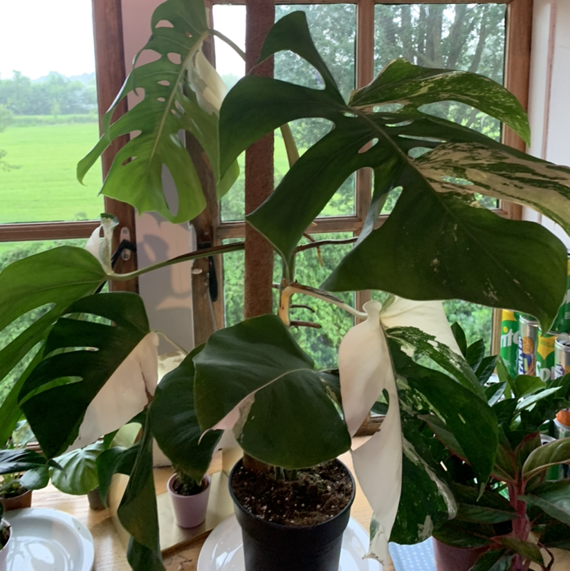 Variegated Monstera plant with white and green leaves near a window.