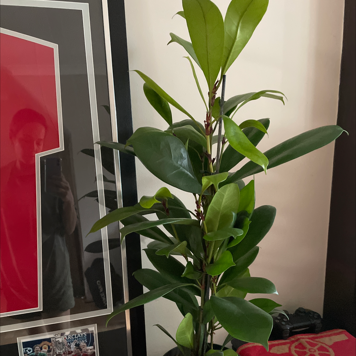 Southern Magnolia plant with healthy green leaves indoors.