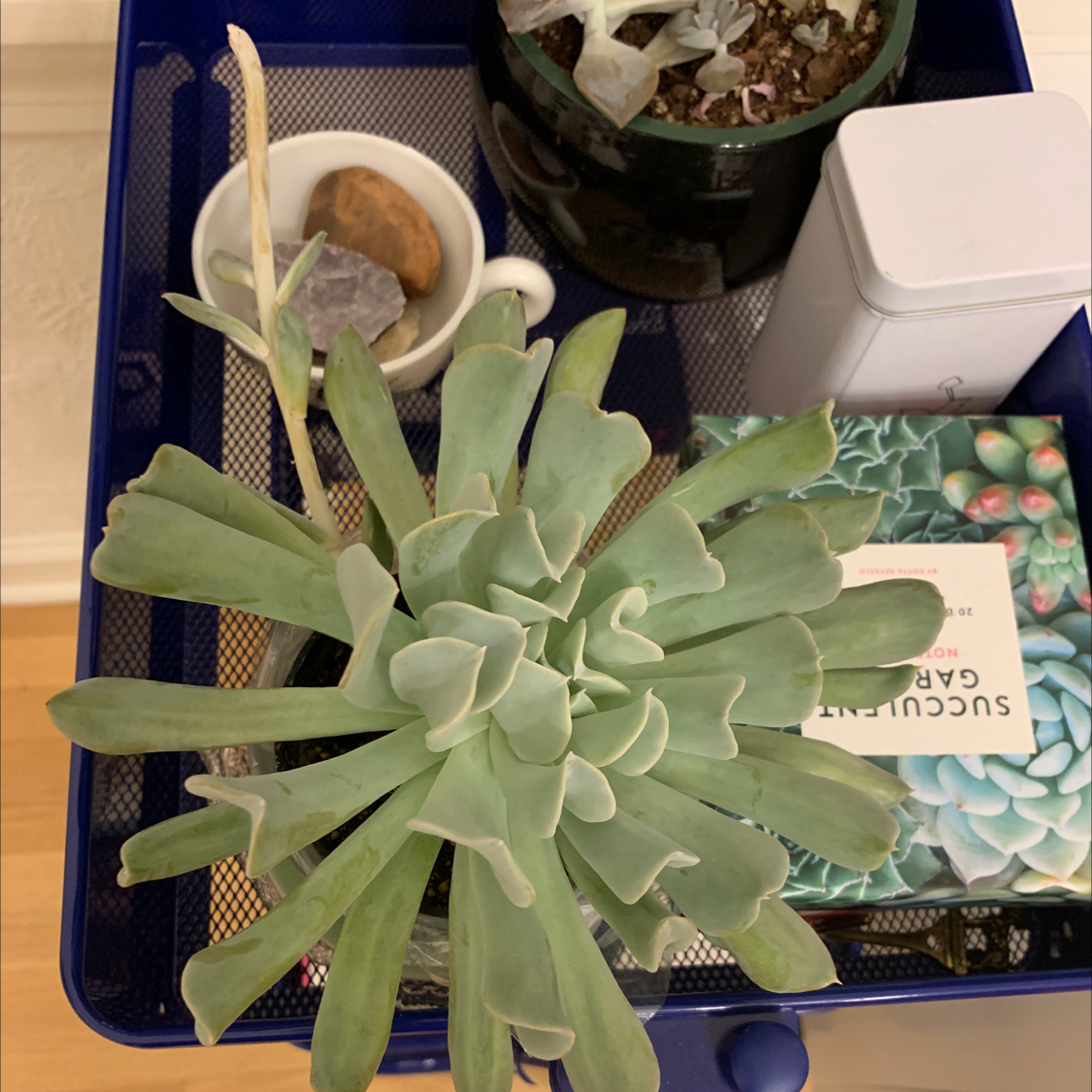 Echeveria 'Topsy Turvy' succulent on a blue mesh surface with other objects and plants in the background.