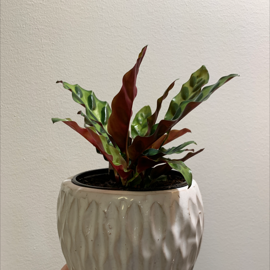 Stromanthe sanguinea 'Tricolor' plant in a decorative pot with colorful leaves.