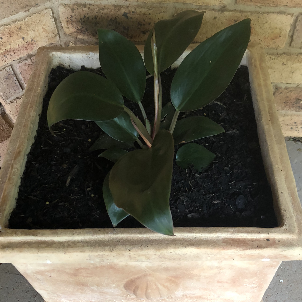 Photo of the plant species Philodendron 'Red Congo' by @karaeasterbrook named philo rojo congo on Greg, the plant care app