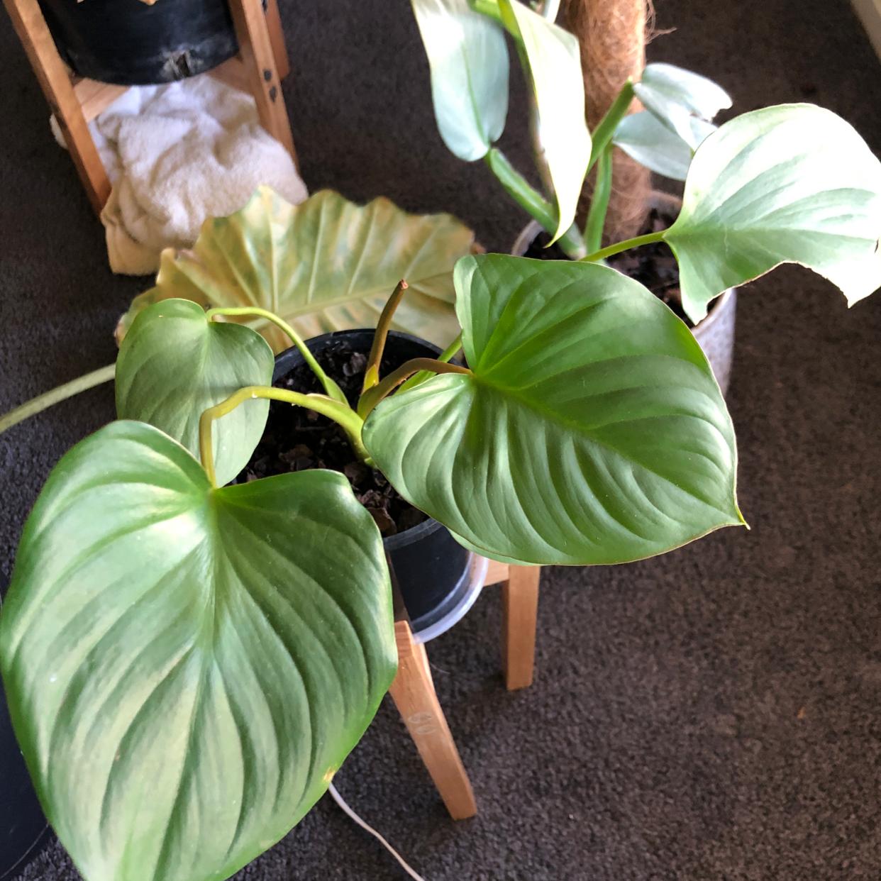 Homalomena Maggy plant with large green leaves, some yellowing. Potted indoors.