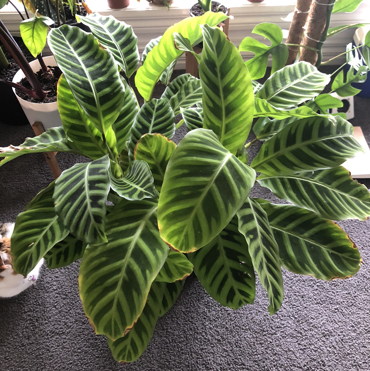 Photo of the plant species Zebra Calathea by @karaeasterbrook named calathea zebra on Greg, the plant care app