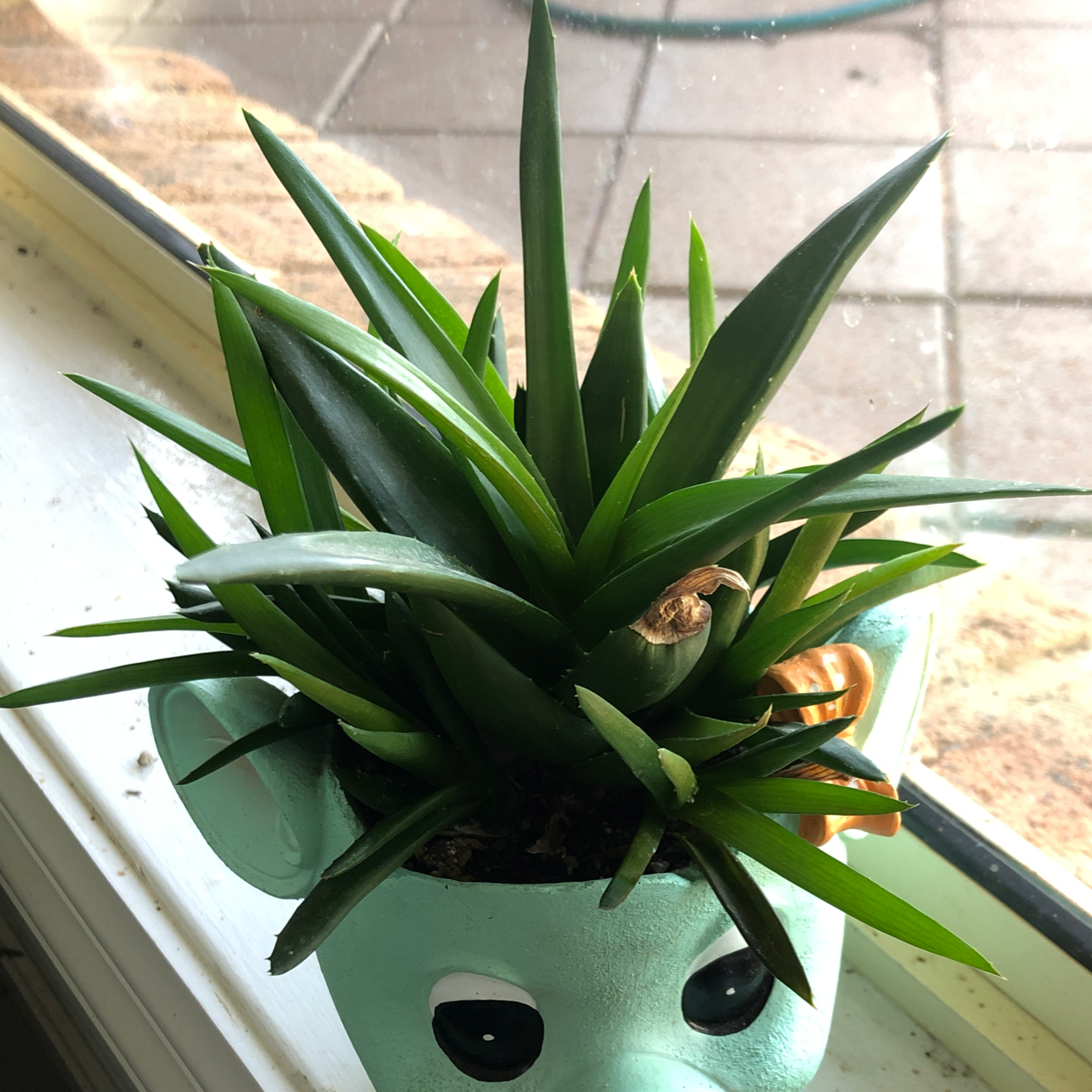 Photo of the plant species Alworthia 'Black Gem' by @karaeasterbrook named black gem aloe on Greg, the plant care app