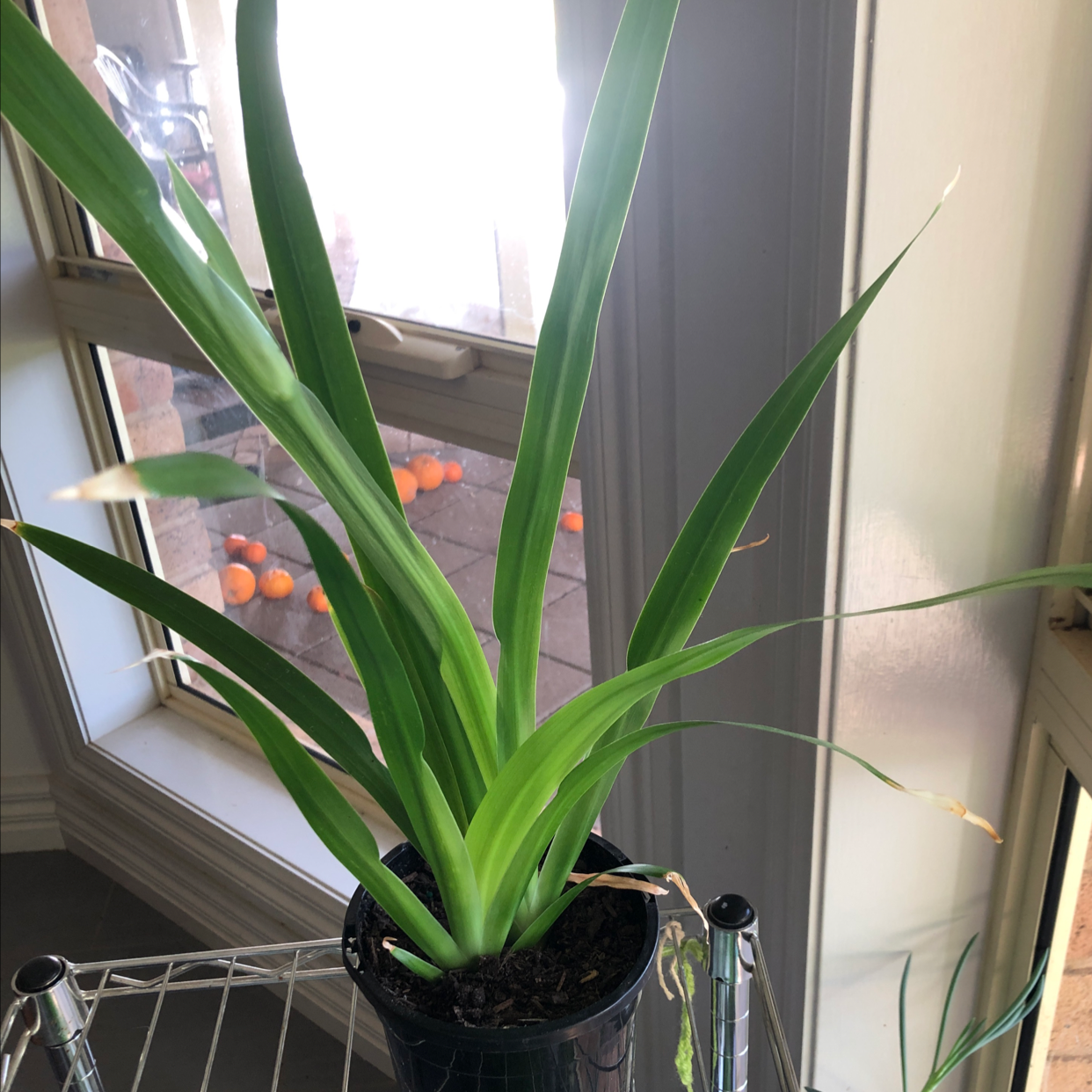 Photo of the plant species Trimezia northiana by @karaeasterbrook named walking iris on Greg, the plant care app