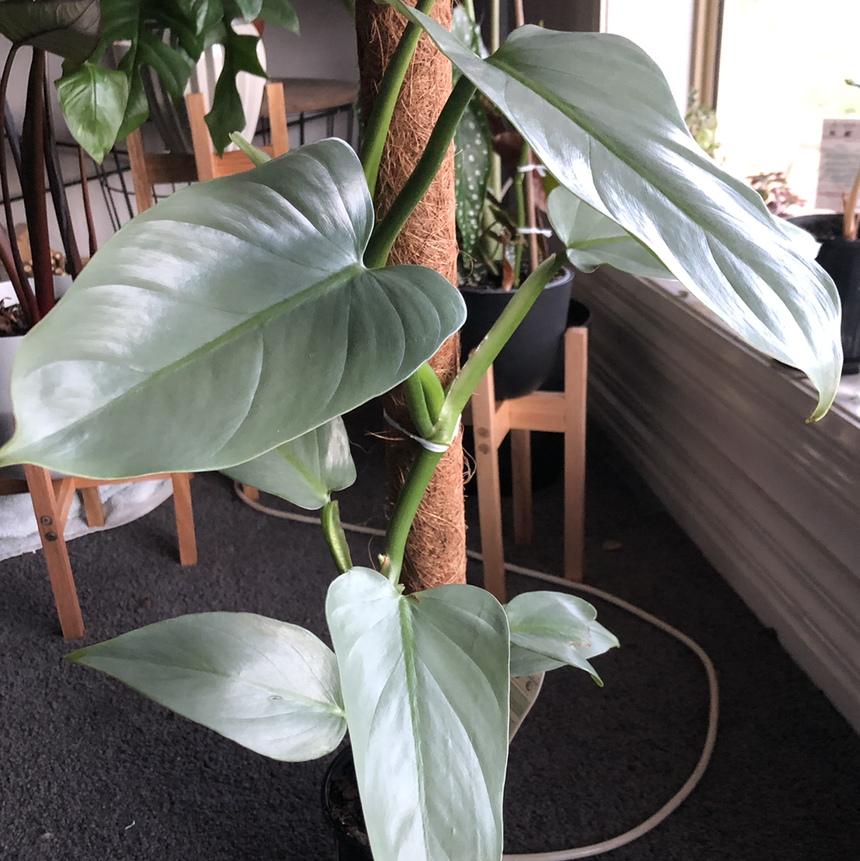 Photo of the plant species Philodendron Hastatum by @karaeasterbrook named silver sword philo on Greg, the plant care app