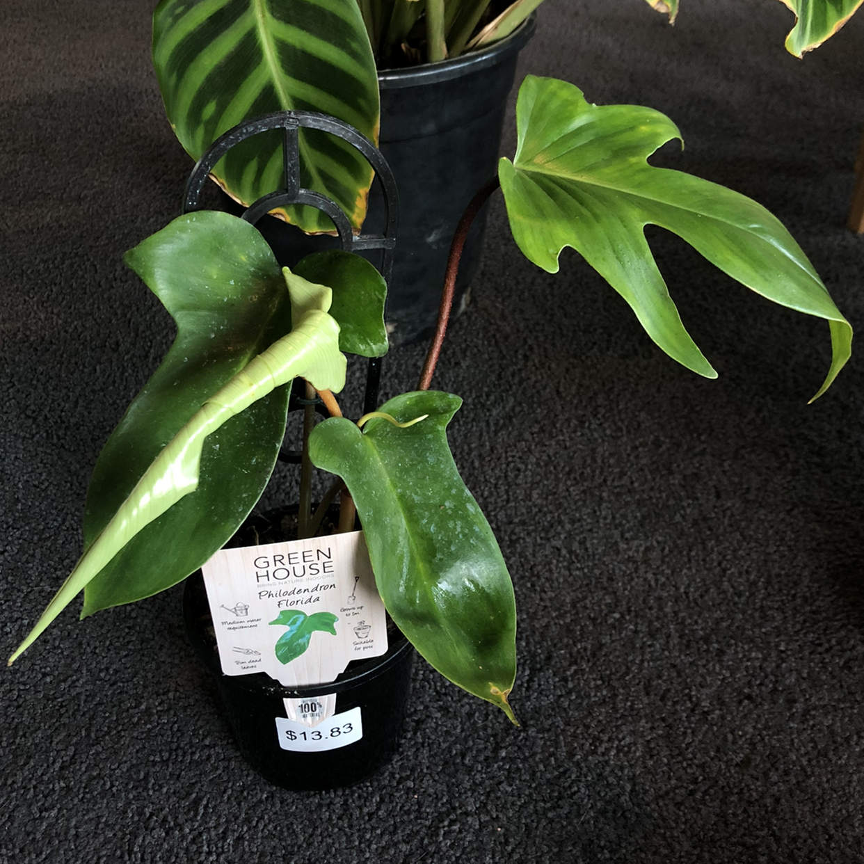 Photo of the plant species Philodendron Pedatum by @karaeasterbrook named philo florida on Greg, the plant care app