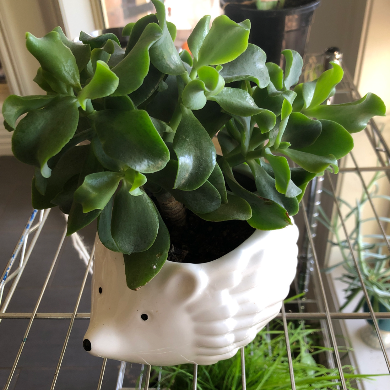 Photo of the plant species Silver Dollar Plant by @karaeasterbrook named silver jade on Greg, the plant care app