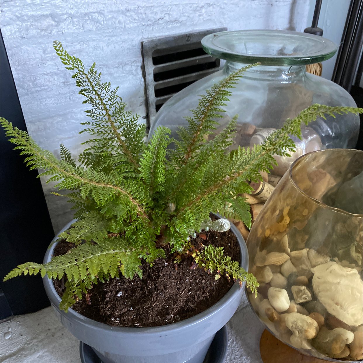 Photo of the plant species Soft Shield Fern by Josh named Lacy on Greg, the plant care app