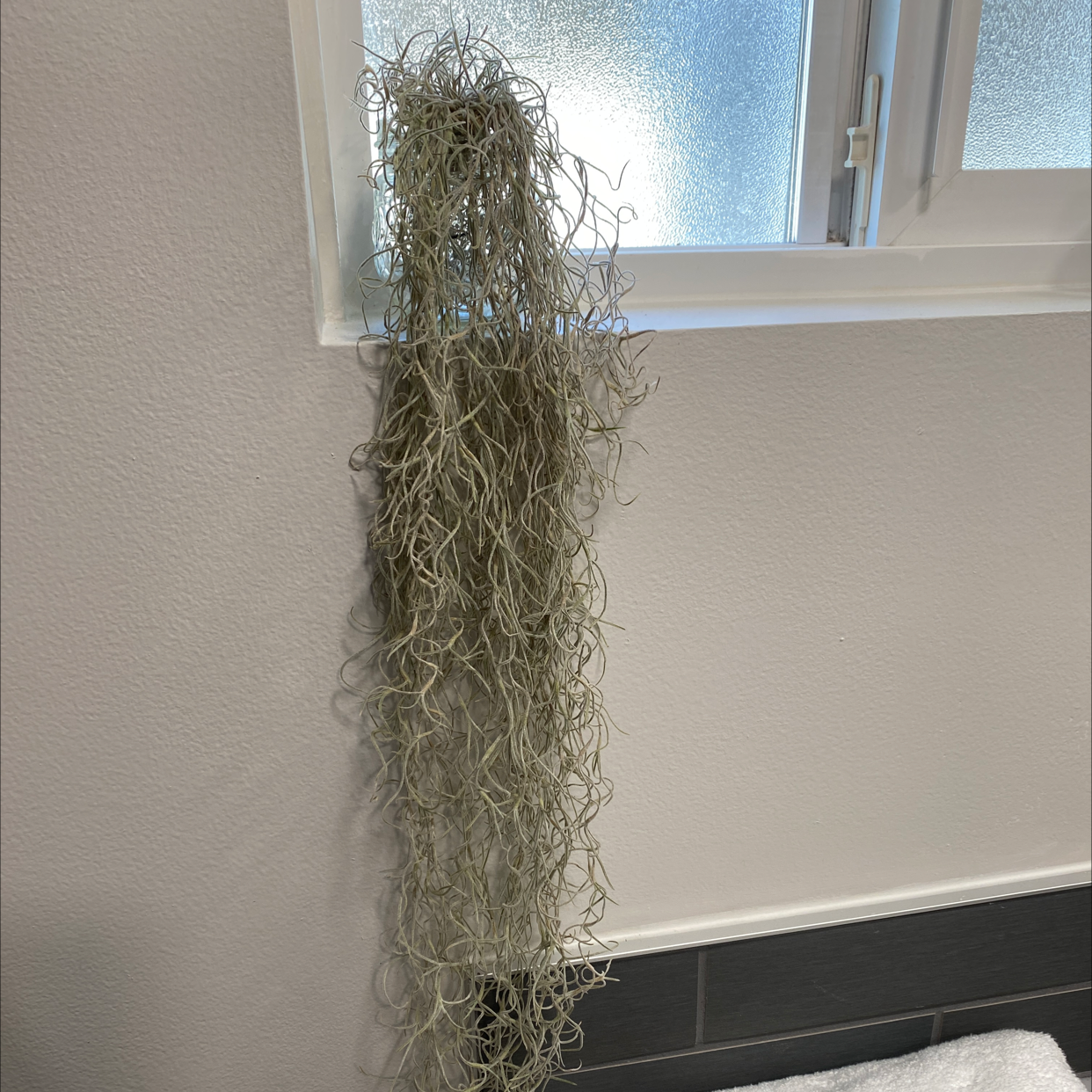 Spanish Moss plant hanging near a window in an indoor setting.