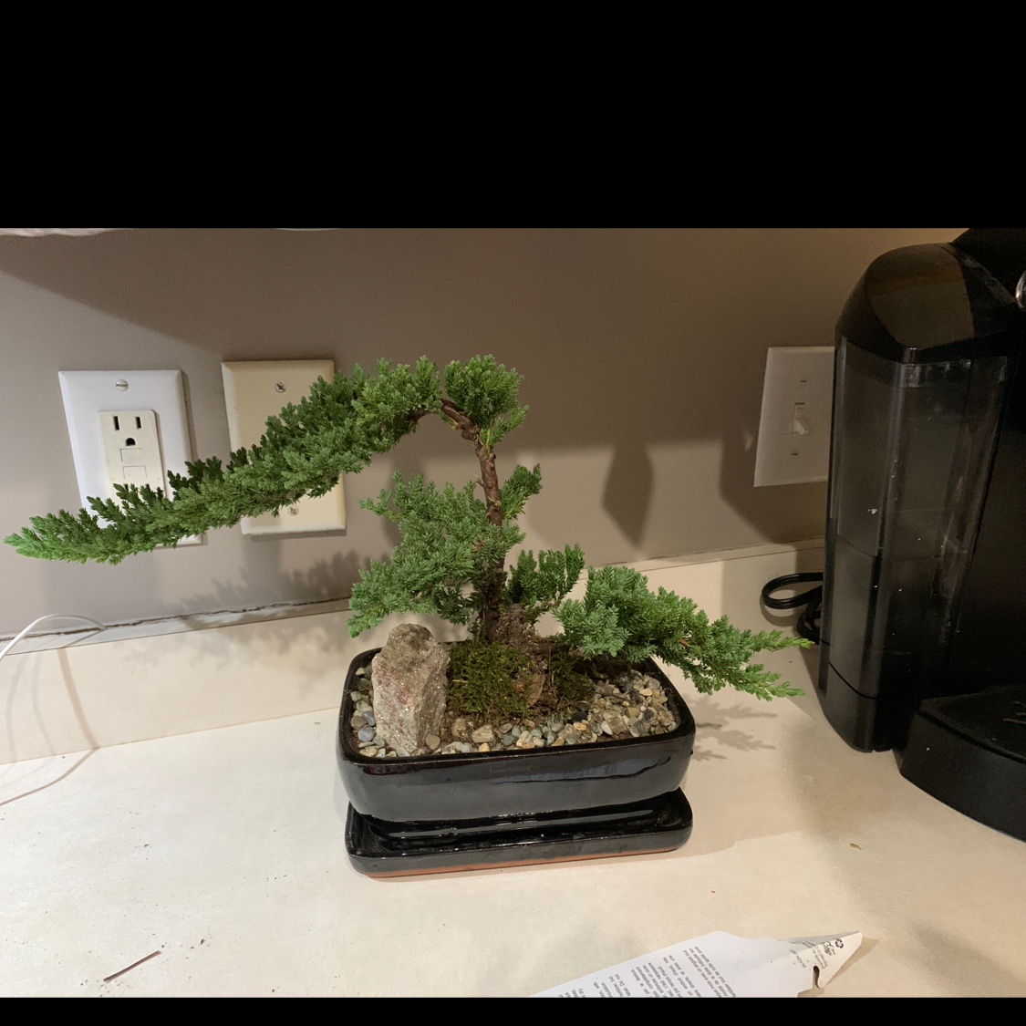 Sargent Juniper bonsai plant in a pot, healthy with visible soil.