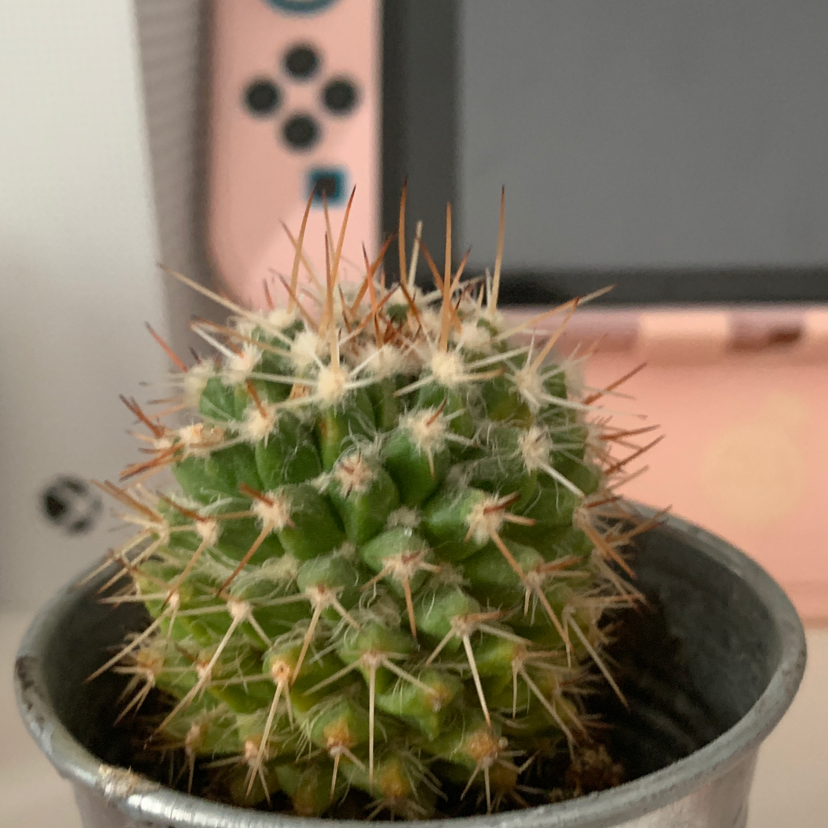 Photo of the plant species Mother of Hundreds by @becca.ts.13 named colin on Greg, the plant care app