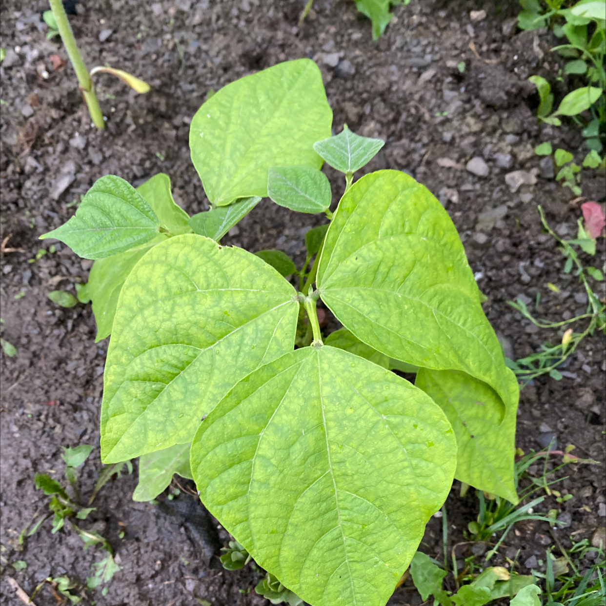 Young Common Bean plant with green leaves showing some yellowing, growing in visible soil.
