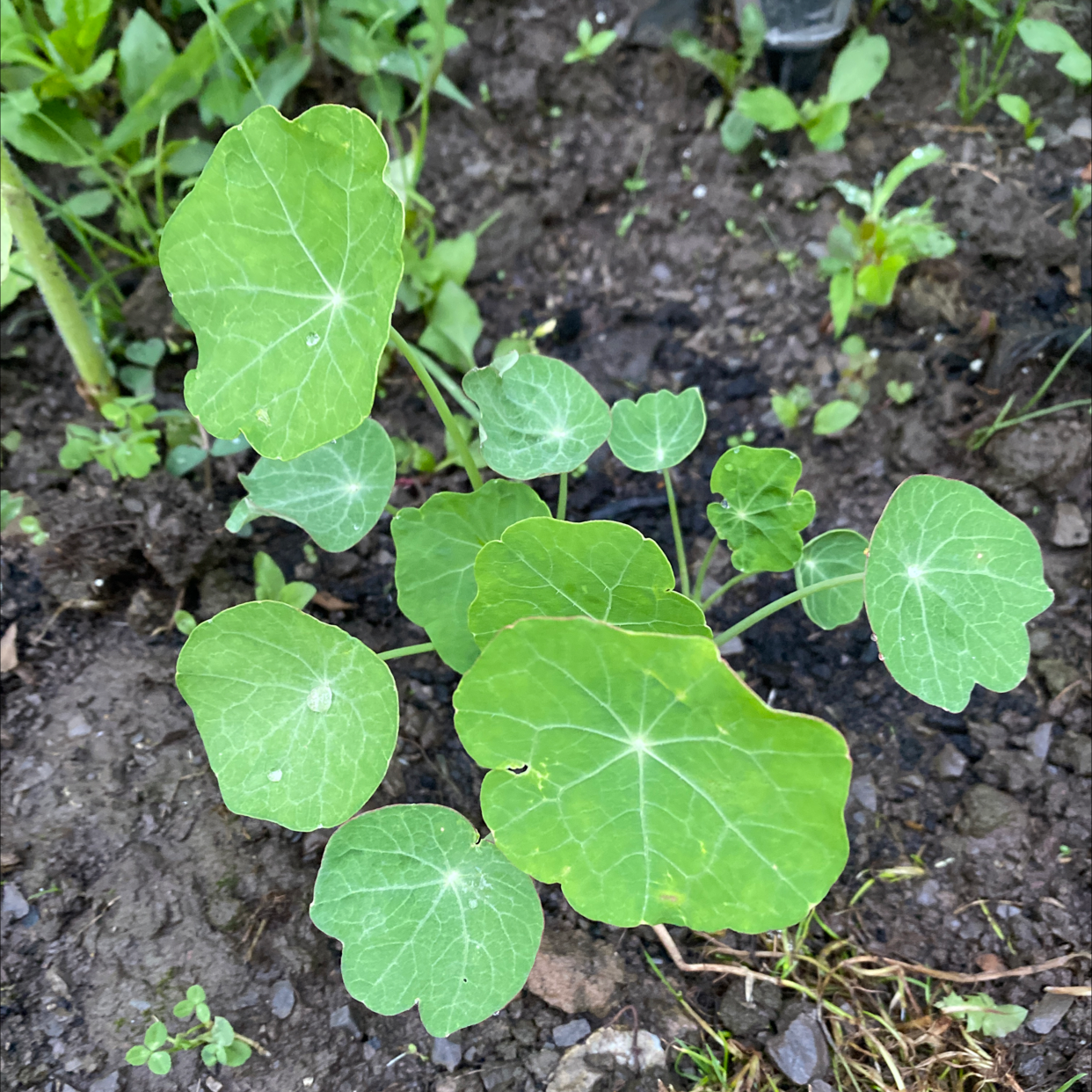 Garden Nasturtium plant with healthy green leaves growing in soil.