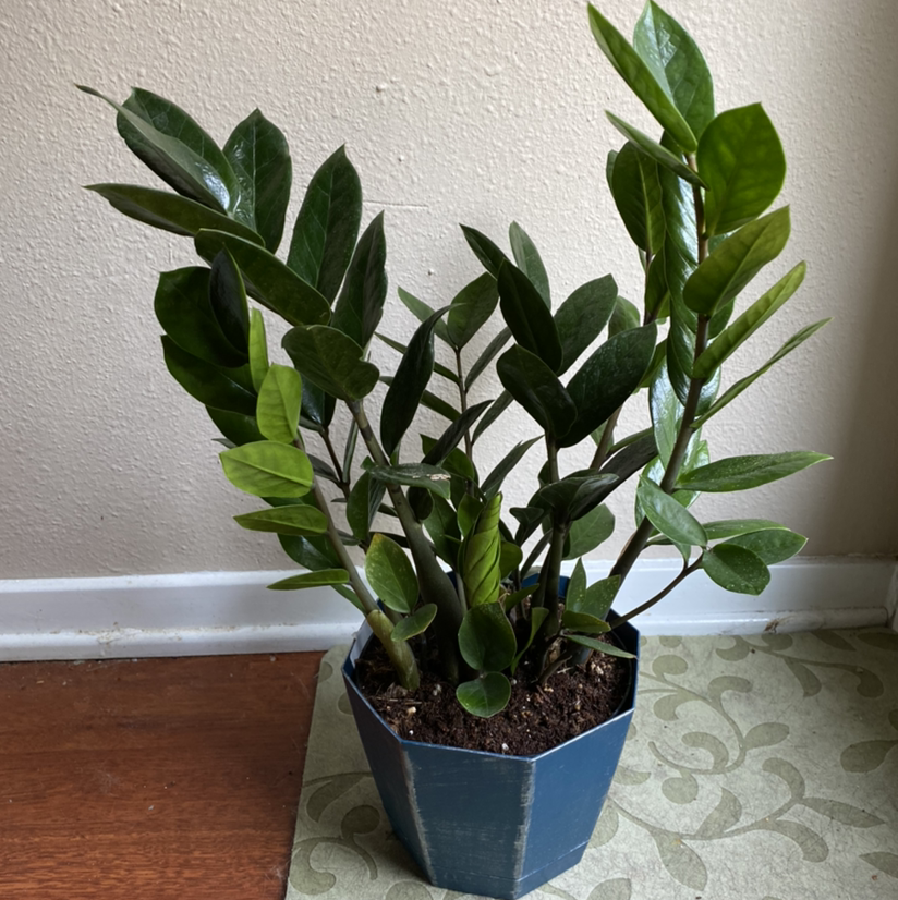 Zamioculcas Zamiifolia plant photo by @Krisalis903 named Liz on Greg, the plant care app.