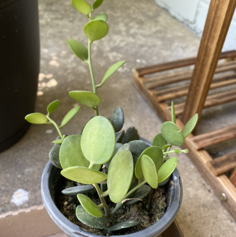 Photo of the plant species Silver Dollar Vine by @Krisalis903 named Rosa on Greg, the plant care app