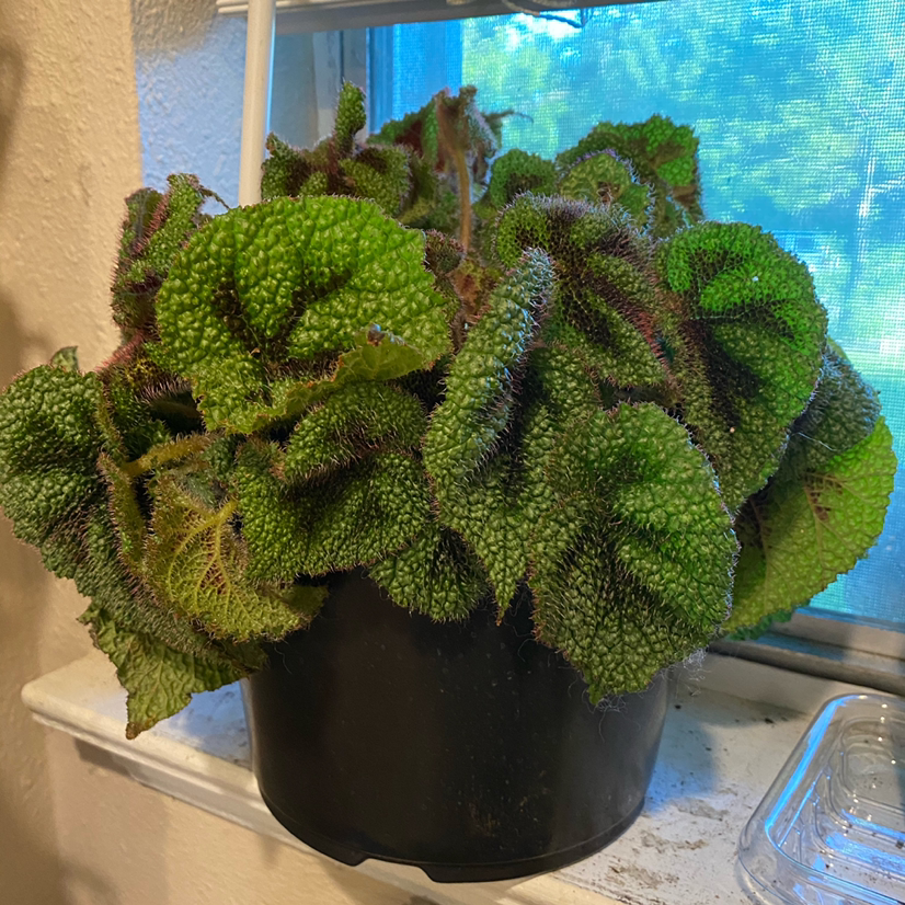 Healthy Iron Cross Begonia plant in a black pot on a windowsill.
