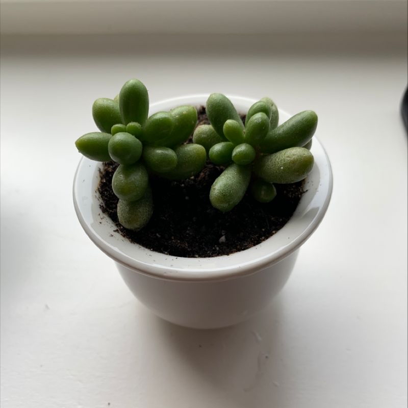 Photo of the plant species Golden Feather by Ella named Pebbles on Greg, the plant care app