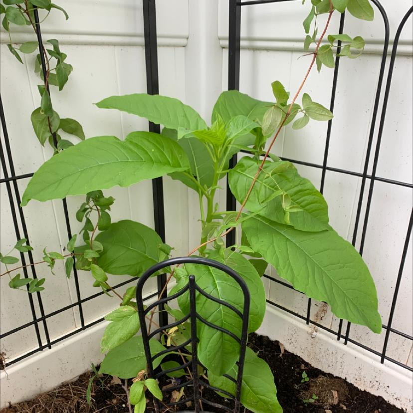 Healthy American Pokeweed plant with large green leaves supported by a metal trellis.