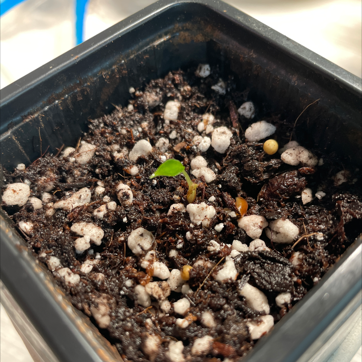 Small Alocasia 'Bambino' plant in a pot with visible soil, early growth stage.