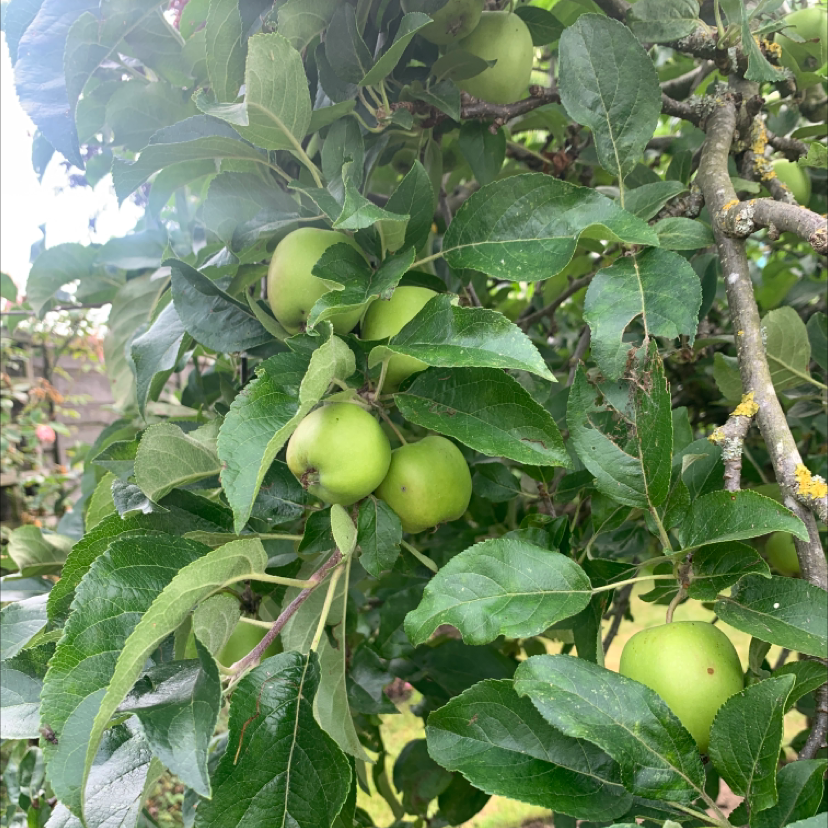 Apple tree with green apples and healthy green leaves.