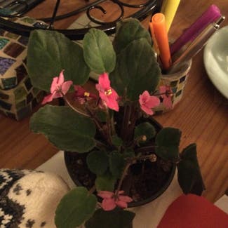 African Violet plant in Essex, Maryland
