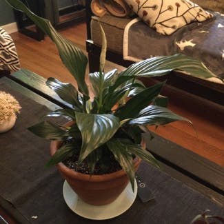 Peace Lily plant in Essex, Maryland