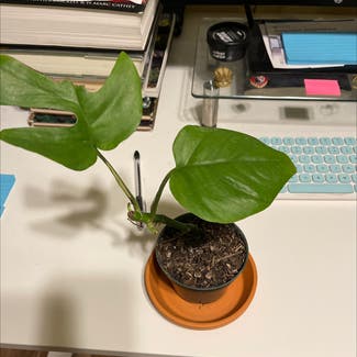 Mini Monstera plant in Somewhere on Earth
