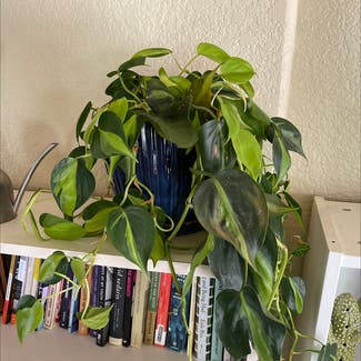 Heartleaf Philodendron plant in Somewhere on Earth