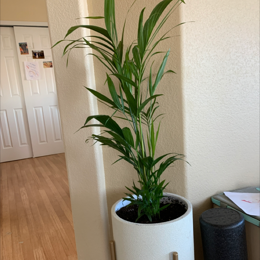 Best Mix For Areca Palms _ Choosing the Right Soil for Your Areca Plant ...