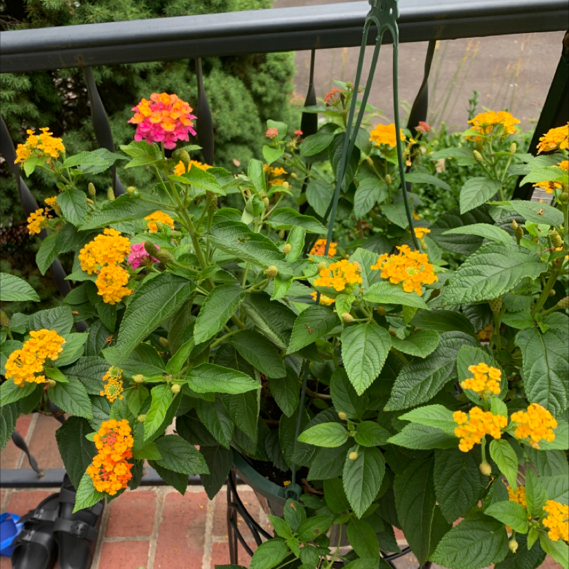 Lantana plant with vibrant green leaves and clusters of yellow and pink flowers.