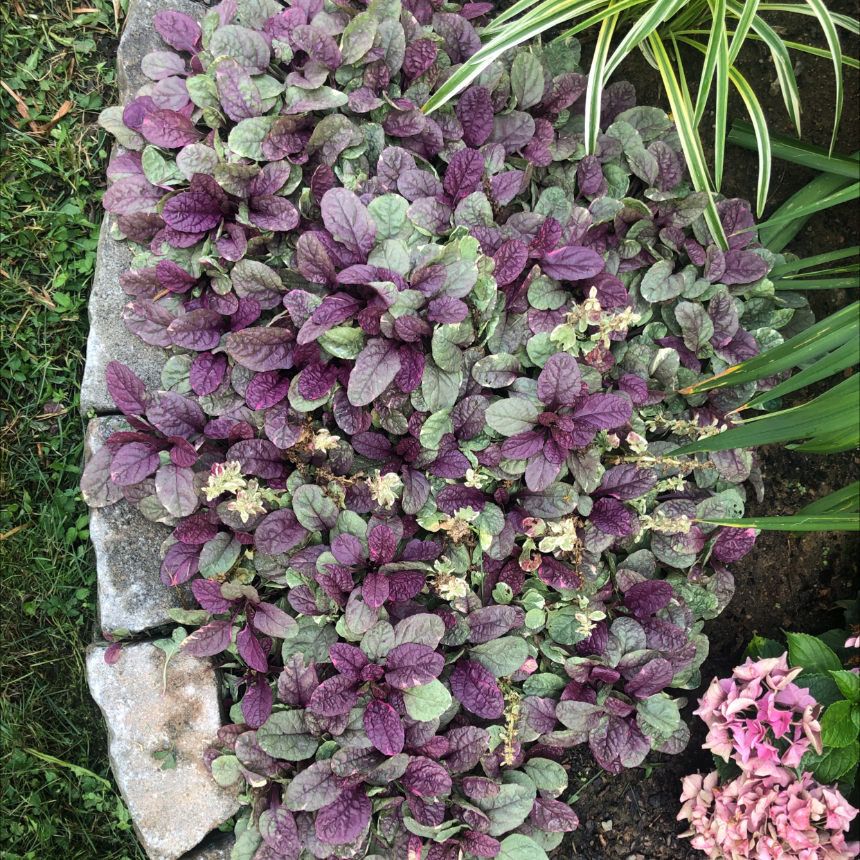 Dense cluster of Blue Bugle (Ajuga reptans) with purple and green leaves, some flowers visible.